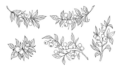 Set of branches with berries. Outline with transpa