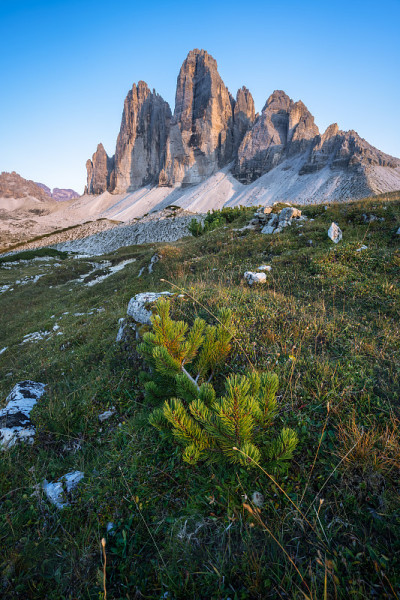Drei Zinnen或Tre Cime di Lavaredo与美丽的jung松树在前景，Sext