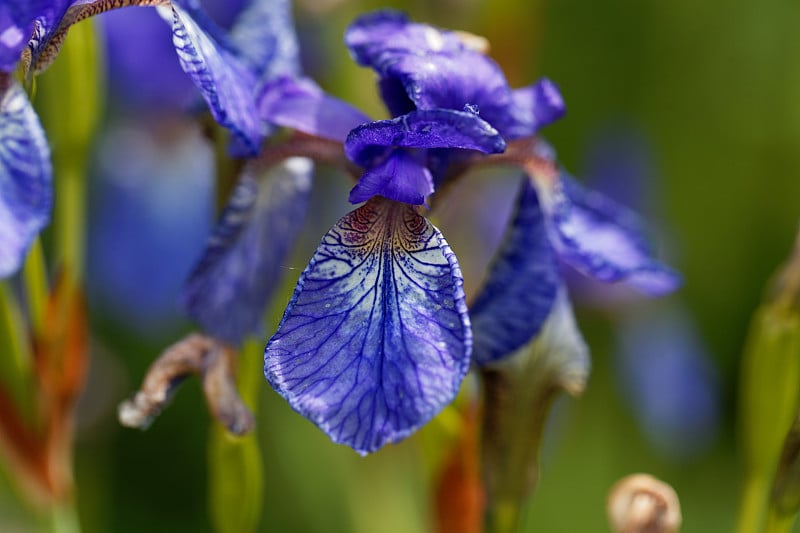 西伯利亚鸢尾(iris sibirica)