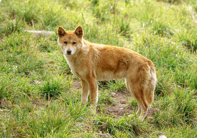 Dingo