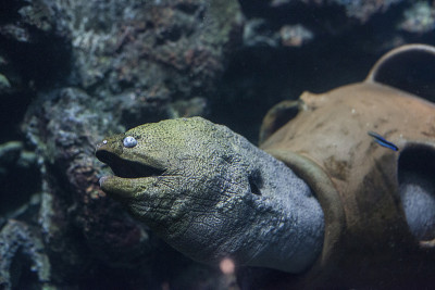 水族馆中的巨型海鳗(Gymnothorax javanicus