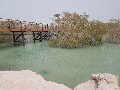 红树林