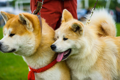 狗