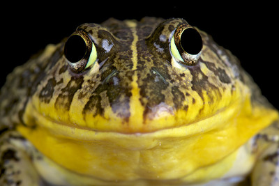 食用牛蛙(Pyxicephalus edulis)