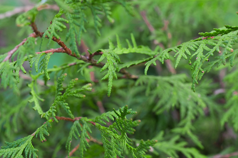 平静的绿色植物背景。图佳，芬，柔焦，特写