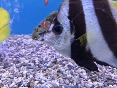 水族缸中的蝴蝶鱼