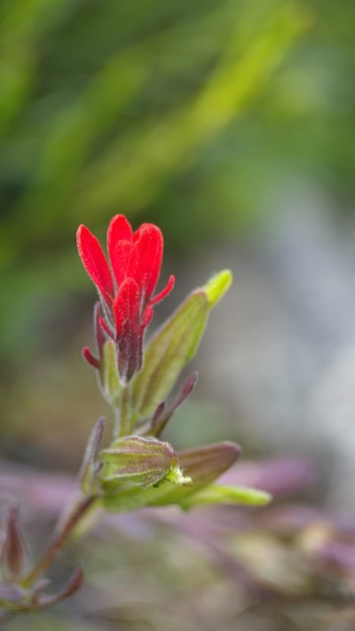 柳叶草花