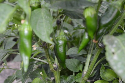 在花园里种植辣椒