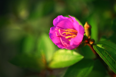 tibouchinasemidecandra，公主花，荣耀灌木，或lasiandra