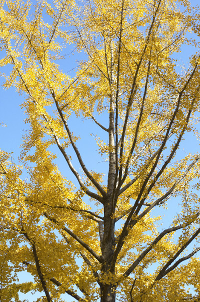 Mido-Ginkgo biloba