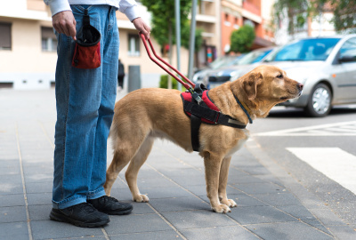 导盲犬正在帮助一位盲人
