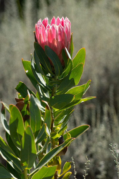 单王Protea，绿叶Protea cynaroides，
