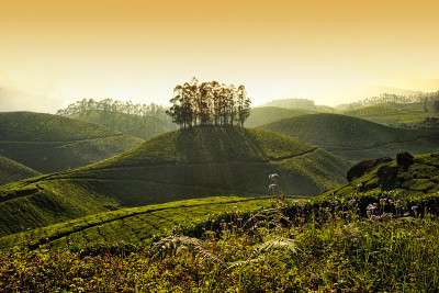 穆纳尔的小山丘和茶园景色如画，