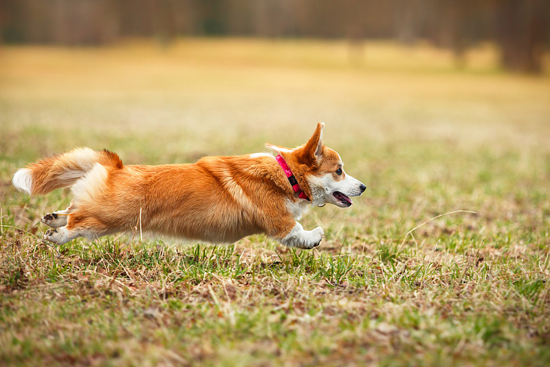 犬种威尔士柯基彭布罗克