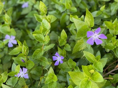 长春花在早春，紫色的花