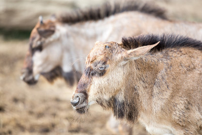 年轻Wilderbeest