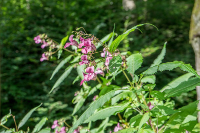 Impatiens glandulifera