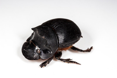 犀牛甲虫(Catharsius molossus)