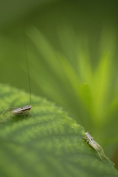 昆虫中的绿草