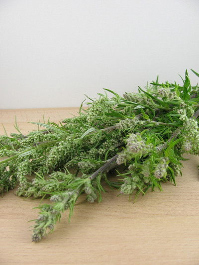 新鲜的艾属寻常的