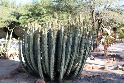 非洲纳米比亚的Hoodia gordonii