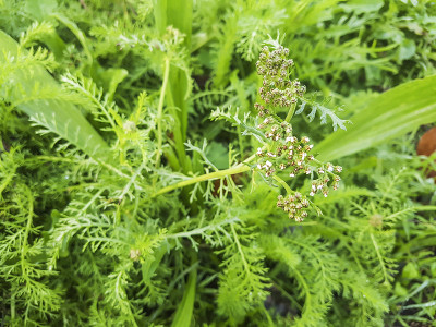 剑桥牛奶欧芹