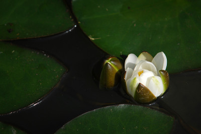 莲花