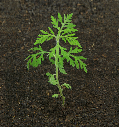 土壤中的幼小豚草，豚草