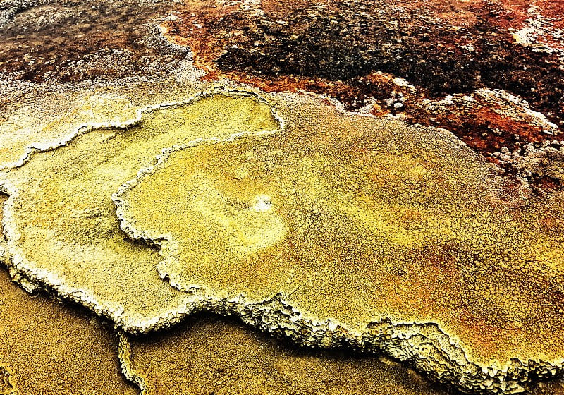 黄石国家公园的嗜热生物特写