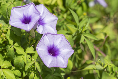 长春藤牵牛花(冲绳石垣岛)