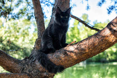 一只大黑缅因猫。