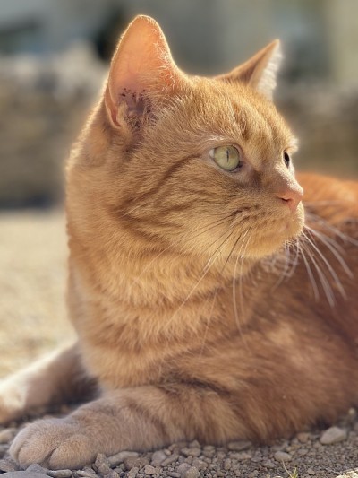 宙斯-姜猫