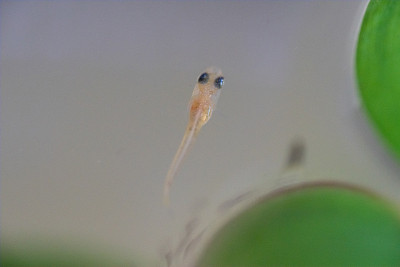 长江鳉鱼鱼苗