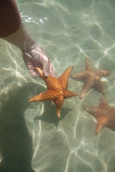 不要碰那只海星