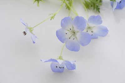 尼莫菲拉