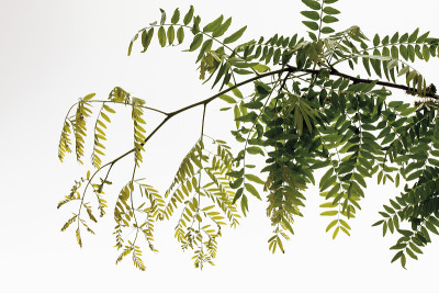皂荚刺槐(Gleditsia triacanthos)的枝叶