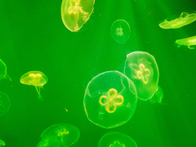 水族馆里的海水水母