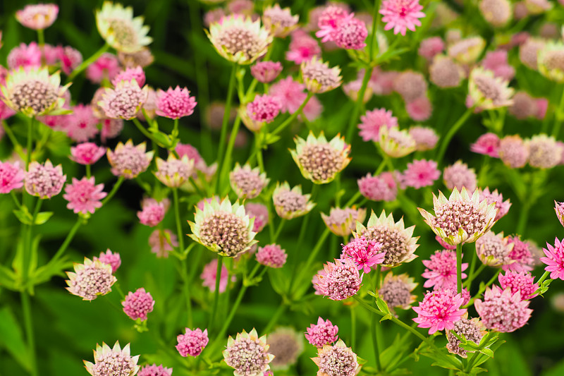 Astrantia粉红色花。红磨坊