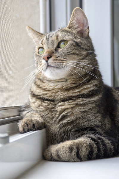 家虎猫躺在窗台上，从窗口向上看