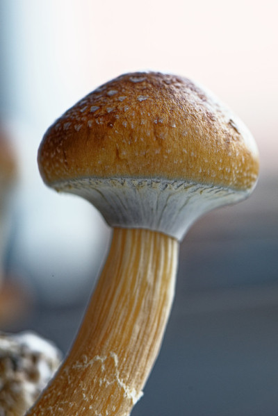 厄瓜多尔神奇蘑菇-厄瓜多尔扁豆