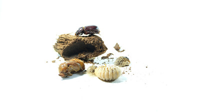 椰子犀牛甲虫的生命周期有三个阶段，第一阶段是幼虫(称为Grubs)，第二阶段是蛹，最后阶段是成虫。