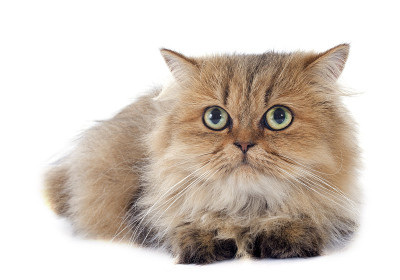 波斯猫