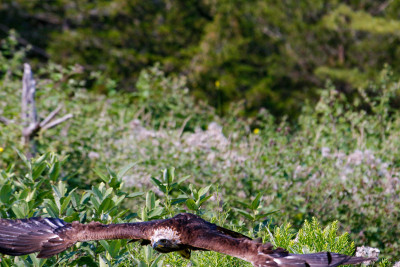 Series of photos showing a golden eagle taking off
