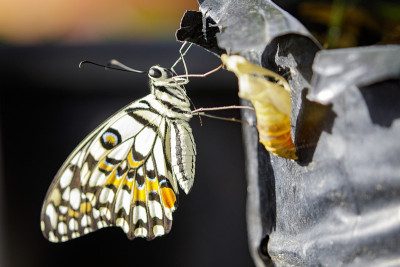 以自然为背景的石灰蝴蝶图片。昆虫动物(Papilio dopeus malayanus Wallac