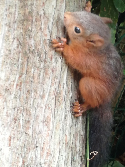 squirel