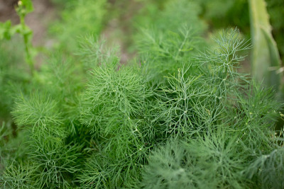 莳萝植物