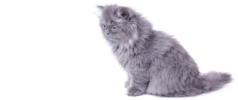 可爱的小猫咪