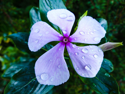 长春花(玉黍螺)上升