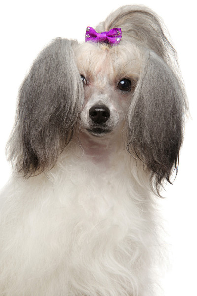 白色背景的中国冠毛犬