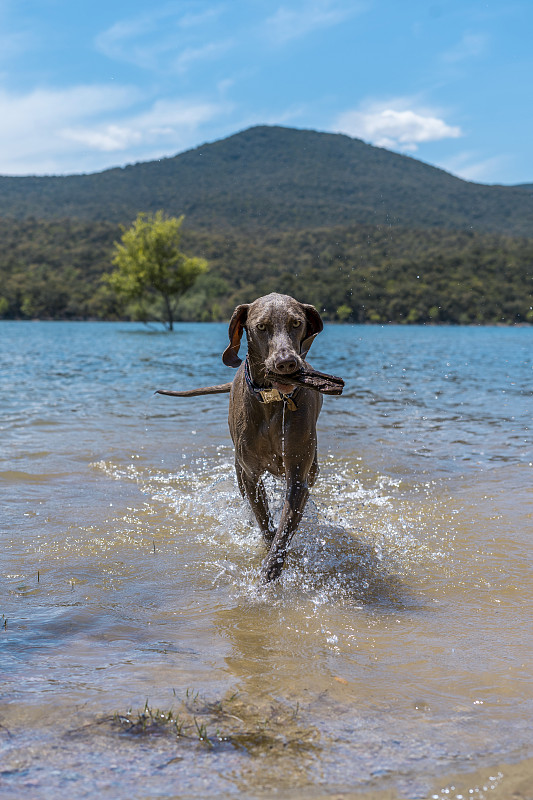 魏玛犬，纯种魏玛猎犬，在湖里玩接球